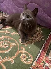 ZUMBA, Katze, Kartäuser in Rumänien - Bild 6