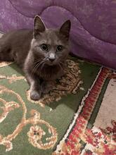 ZUMBA, Katze, Kartäuser in Rumänien - Bild 7