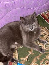 ZUMBA, Katze, Kartäuser in Rumänien - Bild 8