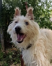 TURPI, Hund, Portugiesischer Podenco in Spanien - Bild 1
