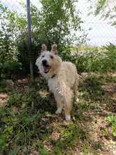TURPI, Hund, Portugiesischer Podenco in Spanien - Bild 2