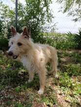 TURPI, Hund, Portugiesischer Podenco in Spanien - Bild 3