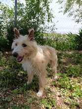 TURPI, Hund, Portugiesischer Podenco in Spanien - Bild 4