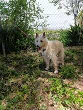 TURPI, Hund, Portugiesischer Podenco in Spanien - Bild 5