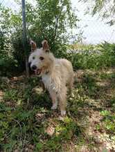 TURPI, Hund, Portugiesischer Podenco in Spanien - Bild 6