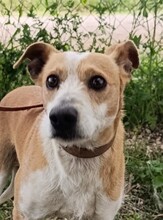 REX2, Hund, Mischlingshund in Spanien - Bild 1