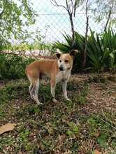 REX2, Hund, Mischlingshund in Spanien - Bild 2