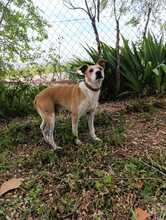 REX2, Hund, Mischlingshund in Spanien - Bild 3