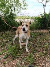 REX2, Hund, Mischlingshund in Spanien - Bild 4