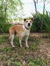 REX2, Hund, Mischlingshund in Spanien - Bild 5