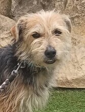 ROBIN, Hund, Yorkshire Terrier-Mix in Spanien - Bild 1