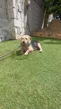 ROBIN, Hund, Yorkshire Terrier-Mix in Spanien - Bild 2