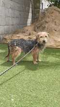 ROBIN, Hund, Yorkshire Terrier-Mix in Spanien - Bild 3