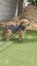 ROBIN, Hund, Yorkshire Terrier-Mix in Spanien - Bild 4