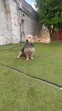 ROBIN, Hund, Yorkshire Terrier-Mix in Spanien - Bild 5