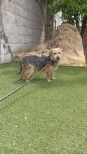 ROBIN, Hund, Yorkshire Terrier-Mix in Spanien - Bild 6