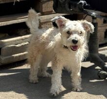 TAJLER, Hund, Mischlingshund in Slowakische Republik - Bild 1