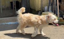 TAJLER, Hund, Mischlingshund in Slowakische Republik - Bild 10