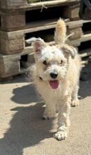TAJLER, Hund, Mischlingshund in Slowakische Republik - Bild 11