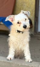 TAJLER, Hund, Mischlingshund in Slowakische Republik - Bild 2