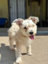 TAJLER, Hund, Mischlingshund in Slowakische Republik - Bild 5