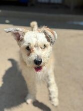 TAJLER, Hund, Mischlingshund in Slowakische Republik - Bild 6