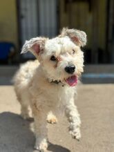 TAJLER, Hund, Mischlingshund in Slowakische Republik - Bild 7