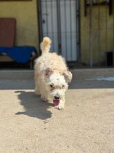TAJLER, Hund, Mischlingshund in Slowakische Republik - Bild 8