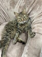 KURT, Katze, Langhaarkatze in Ukraine - Bild 2