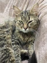 KURT, Katze, Langhaarkatze in Ukraine - Bild 3