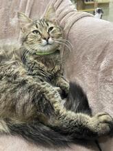 KURT, Katze, Langhaarkatze in Ukraine - Bild 4
