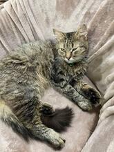 KURT, Katze, Langhaarkatze in Ukraine - Bild 5