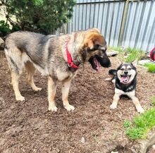 LIV, Hund, Mischlingshund in Slowakische Republik - Bild 4