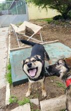 LIV, Hund, Mischlingshund in Slowakische Republik - Bild 5