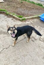 LIV, Hund, Mischlingshund in Slowakische Republik - Bild 6