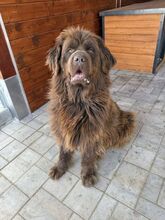 SUNA, Hund, Mischlingshund in Slowakische Republik - Bild 1