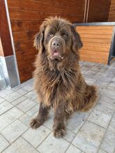 SUNA, Hund, Mischlingshund in Slowakische Republik - Bild 2