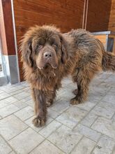 SUNA, Hund, Mischlingshund in Slowakische Republik - Bild 3