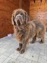 SUNA, Hund, Mischlingshund in Slowakische Republik - Bild 4