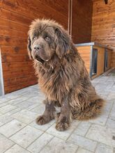 SUNA, Hund, Mischlingshund in Slowakische Republik - Bild 5