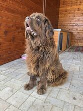 SUNA, Hund, Mischlingshund in Slowakische Republik - Bild 6