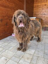 SUNA, Hund, Mischlingshund in Slowakische Republik - Bild 7