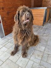 SUNA, Hund, Mischlingshund in Slowakische Republik - Bild 8