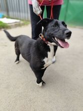 ESHE, Hund, Mischlingshund in Slowakische Republik - Bild 1