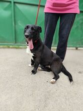 ESHE, Hund, Mischlingshund in Slowakische Republik - Bild 2