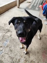 FIESTA, Hund, Mischlingshund in Slowakische Republik - Bild 1
