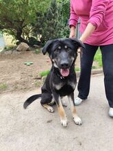 FIESTA, Hund, Mischlingshund in Slowakische Republik - Bild 5