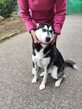 LARA, Hund, Mischlingshund in Slowakische Republik - Bild 2