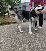 LARA, Hund, Mischlingshund in Slowakische Republik - Bild 6