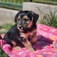 ILVY, Hund, Mischlingshund in Ungarn - Bild 1